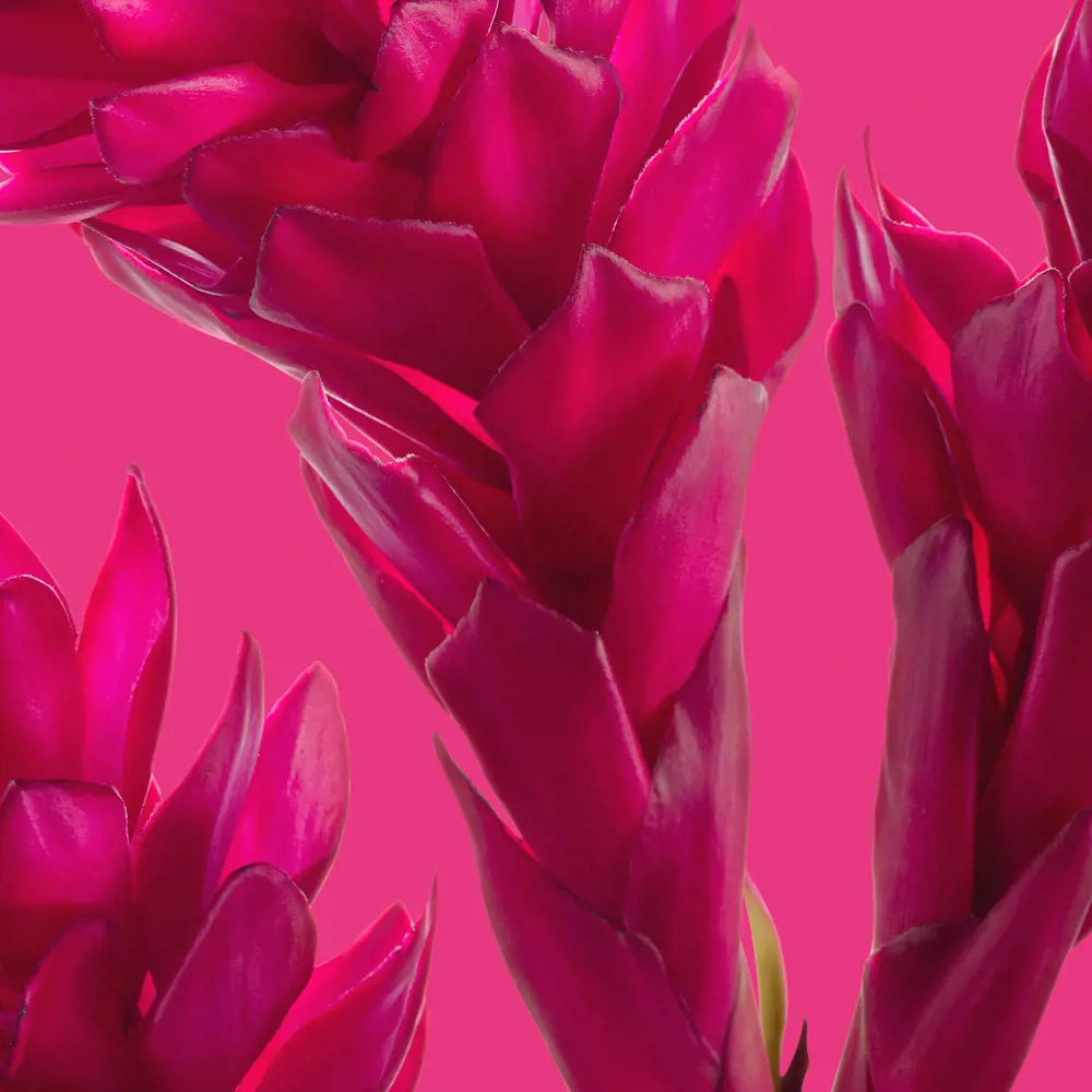 Close-up of bright pink flowers against a matching pink background