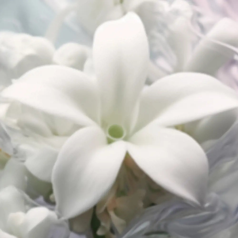 Close-up of white flowers with a blurred background